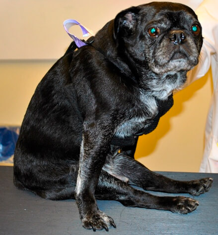 Postura típica de um cão paralisado (paraplégico) com hérnia de disco intervertebral na coluna toracolombar.